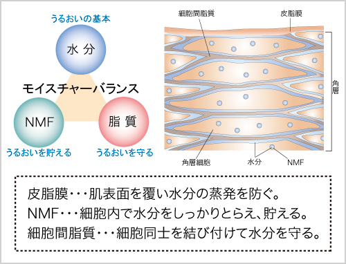 モイスチャーバランス